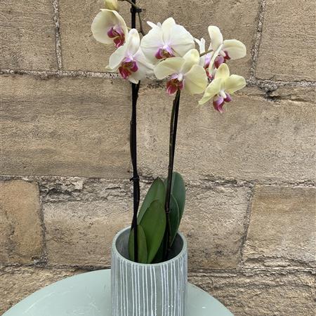 Phalaenopsis Orchid
