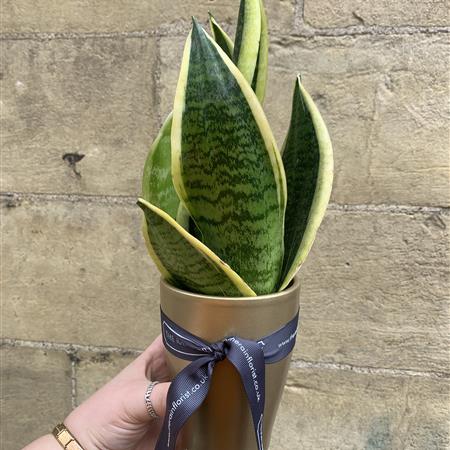 Sanseveria Plant 