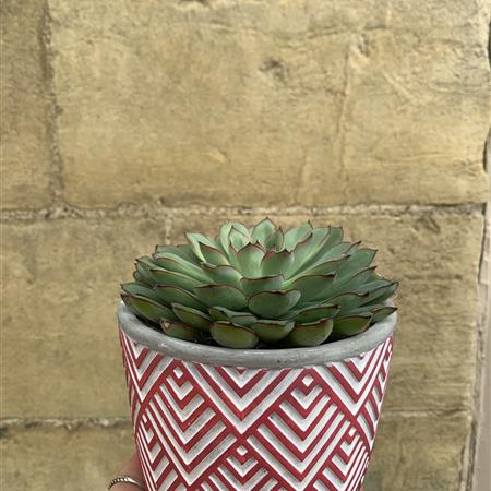 Succulent Potted Plant