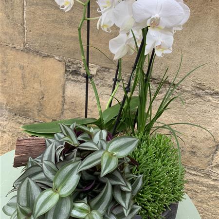 Orchid Arrangement 