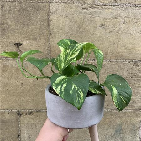 Scindapsus Plant 