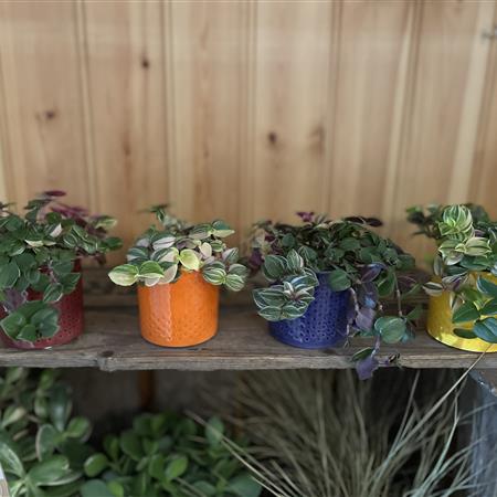 Mini Calisia succulents 