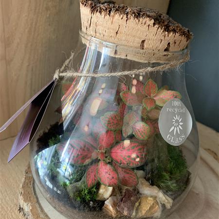 Medium Terrarium 