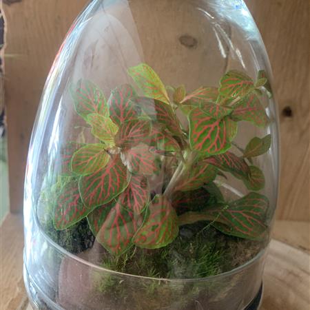 Egg terrarium 