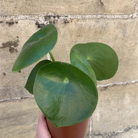 Chinese Money Plant 