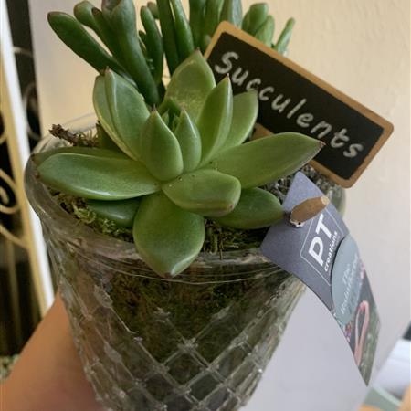 Succulent Arrangement 