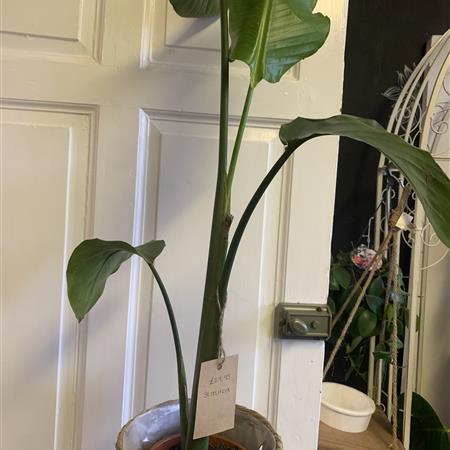 Strelitzia Plant