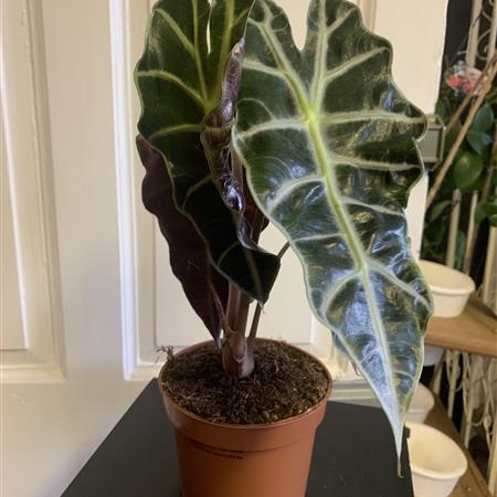 Alocasia Plant