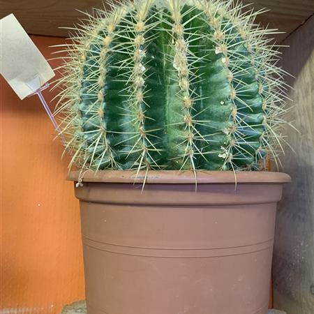 Large Cactus