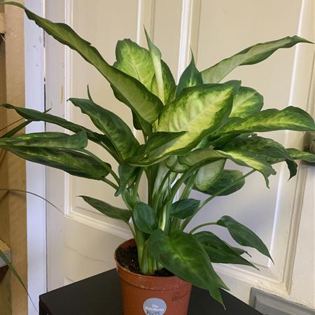 Dieffenbachia Plant