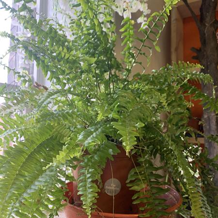 Fern Plant